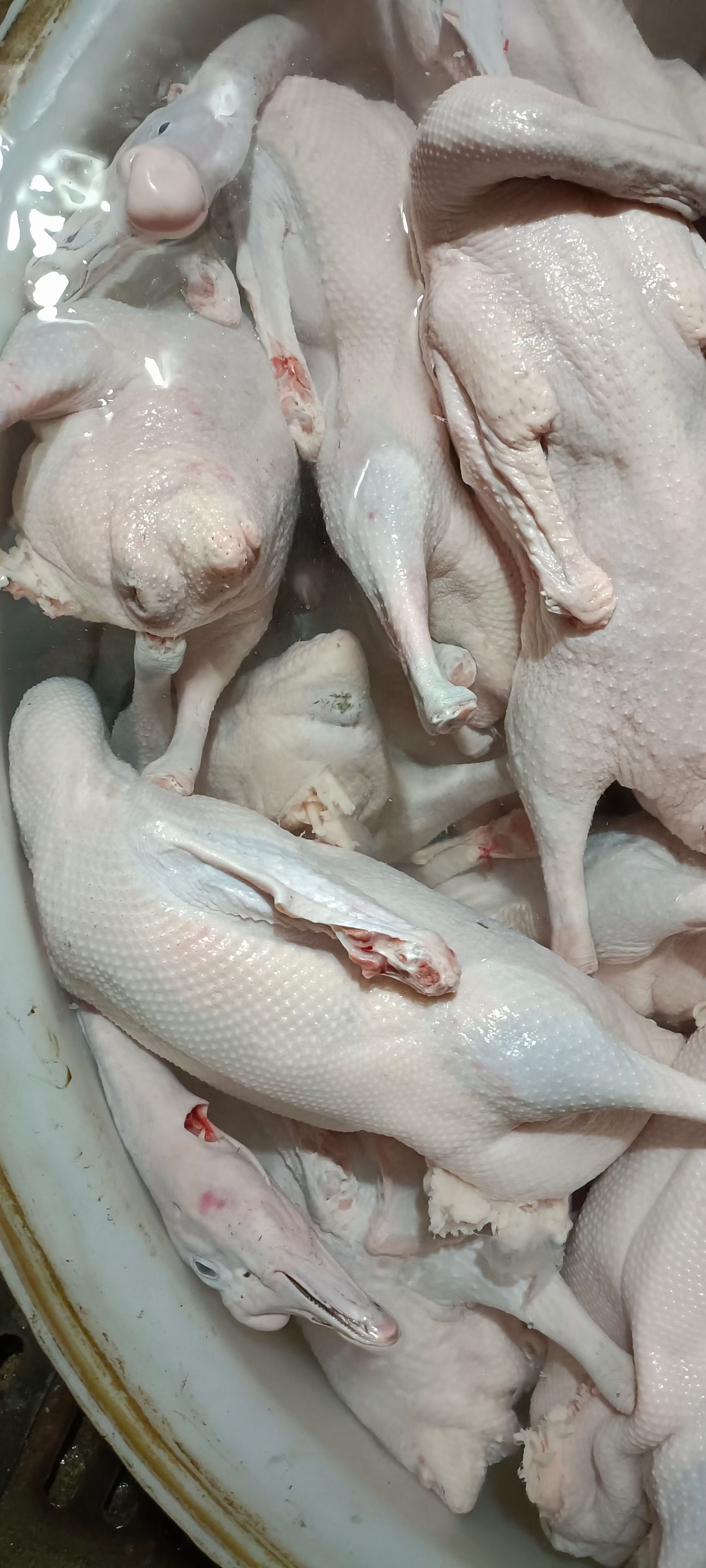 白条鸭  鸡 乳鸽