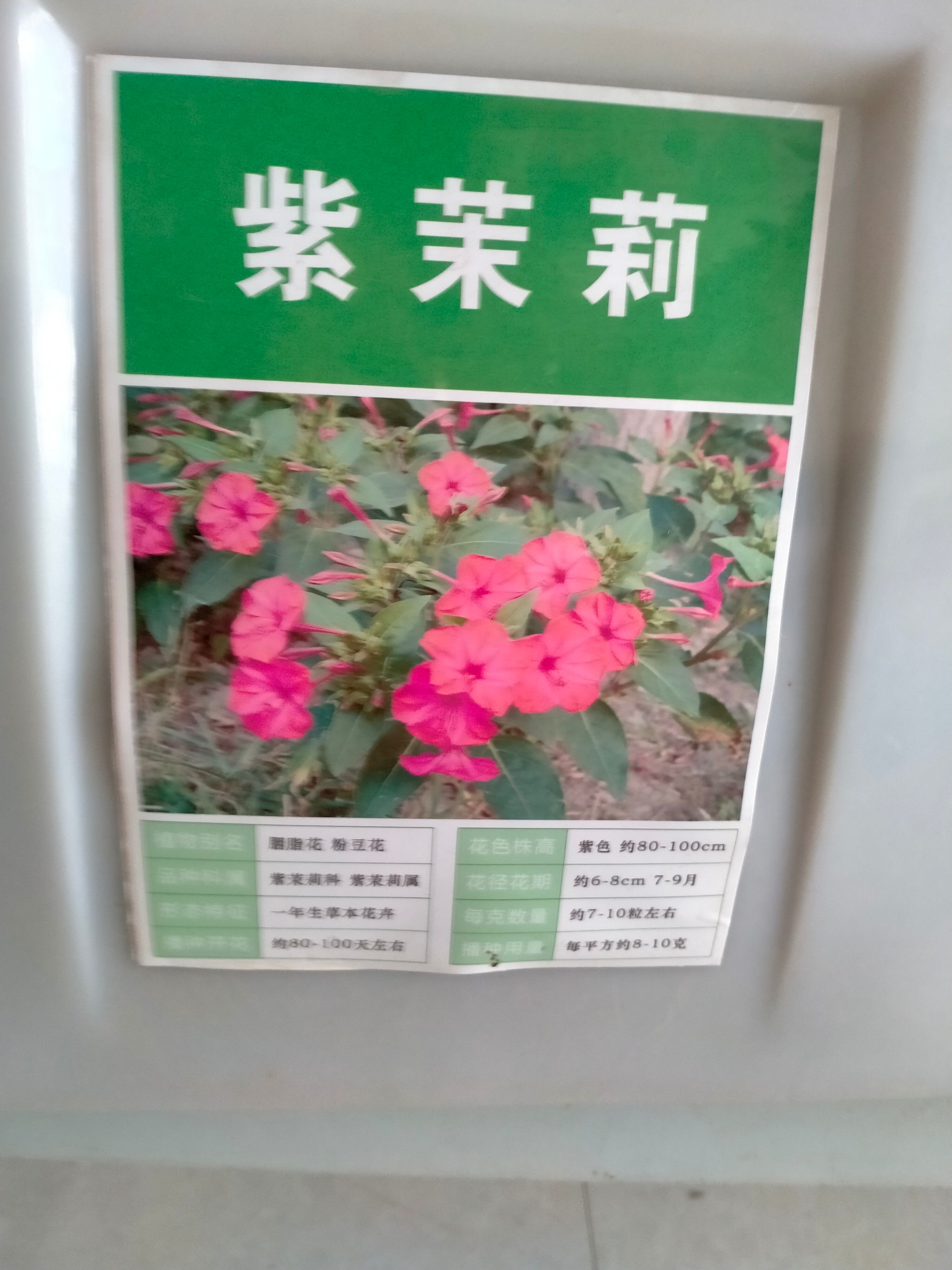 紫茉莉种子，易种花卉夜来香种子 夜里香的花地雷花 粉豆花胭