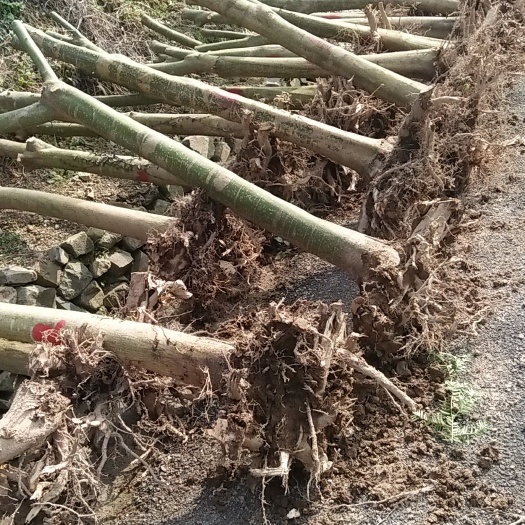 新昌县青枫杆，嫁接红枫，羽毛枫