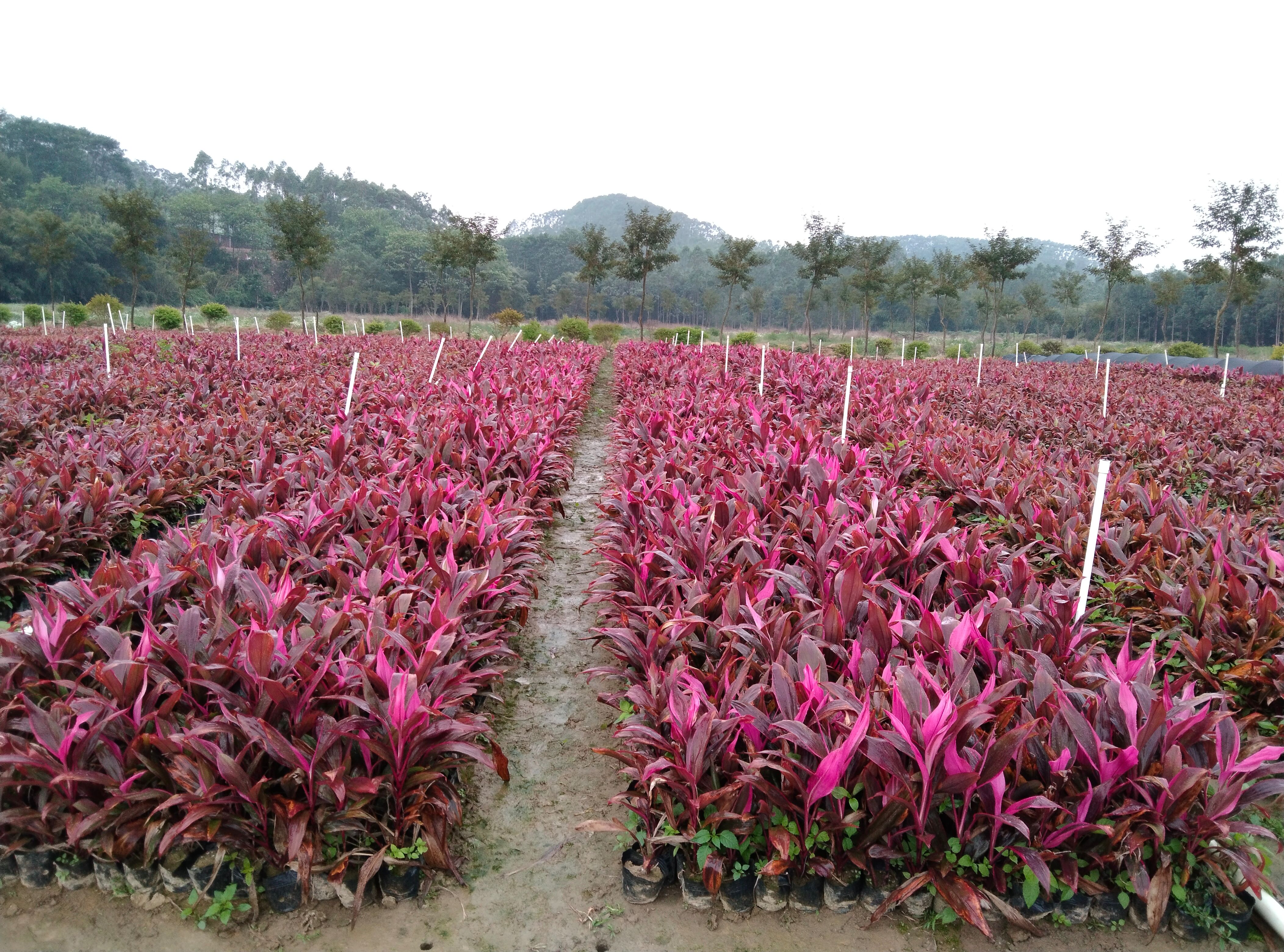 红叶朱蕉  朱蕉小苗