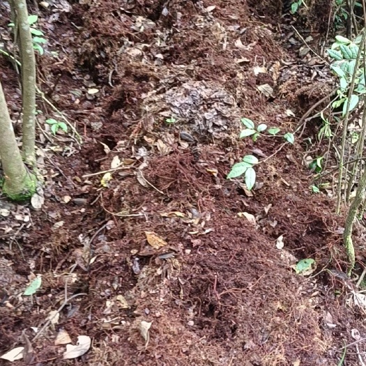 墨江县微生物有机肥 有机肥