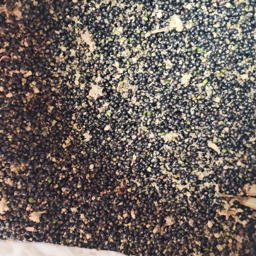 峨边县通心草 大通草种子 通草种子 通草