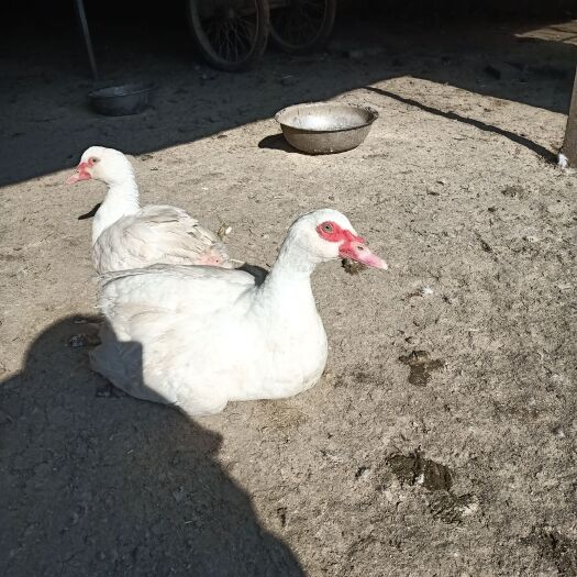 蚌埠七个月的番鸭