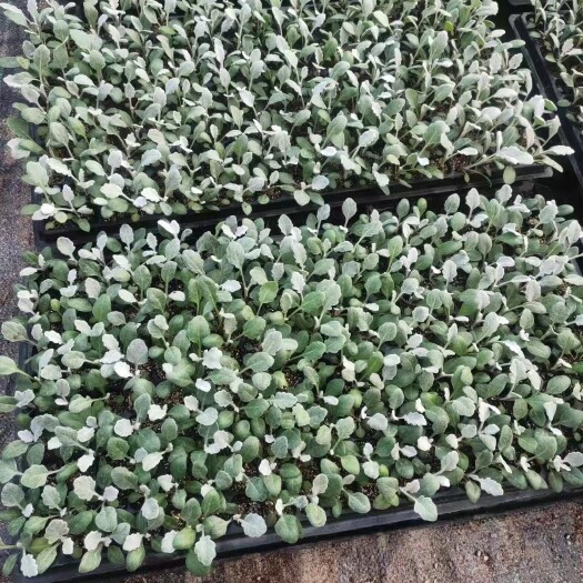 青州市 银叶菊盘苗 大量现货价格低