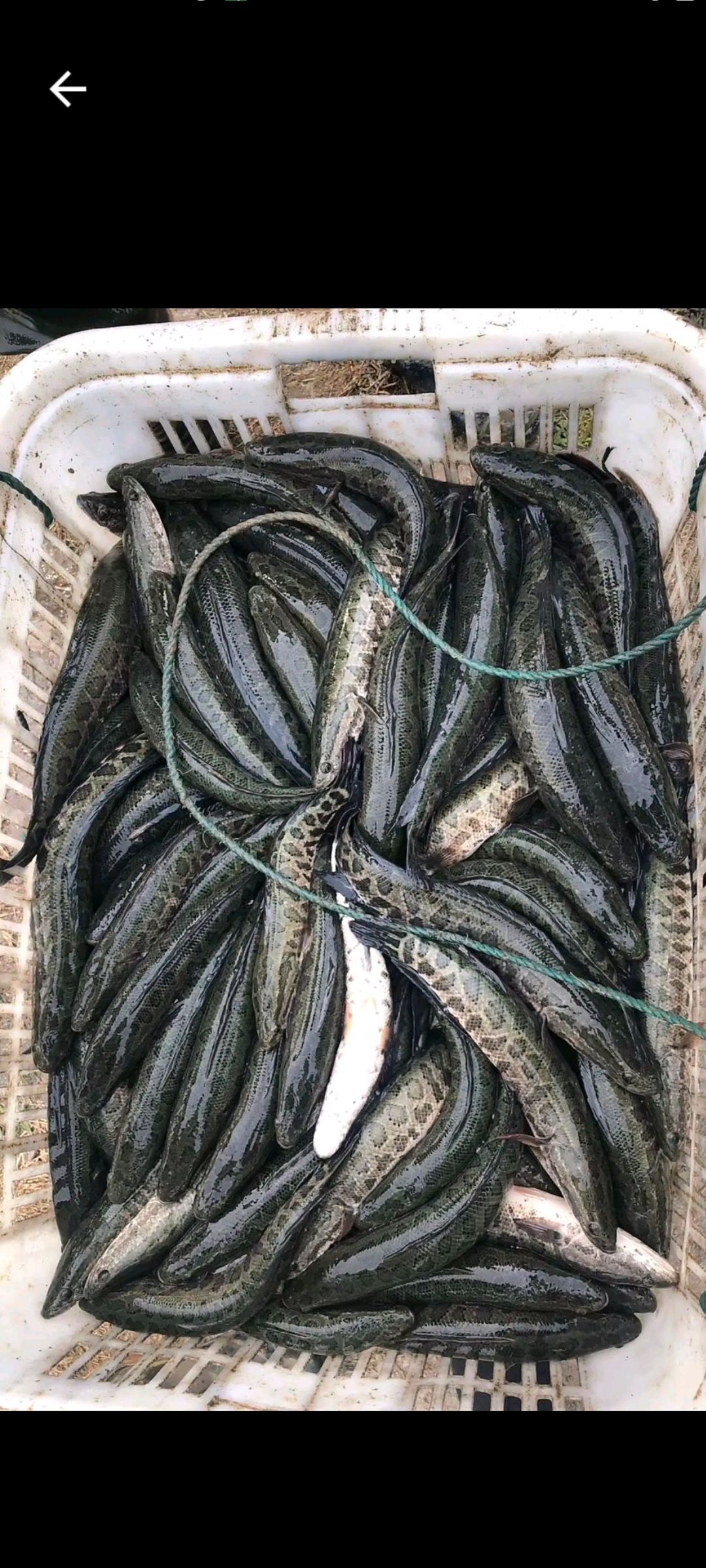 场地直销，花鱼苗，