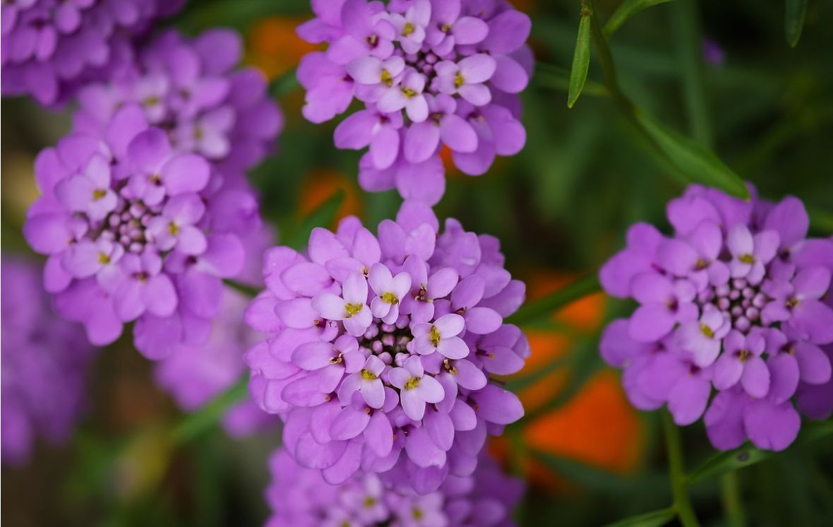 蜂室花种子屈曲花种子四季易活混色花籽景观绿化园林花坛种植