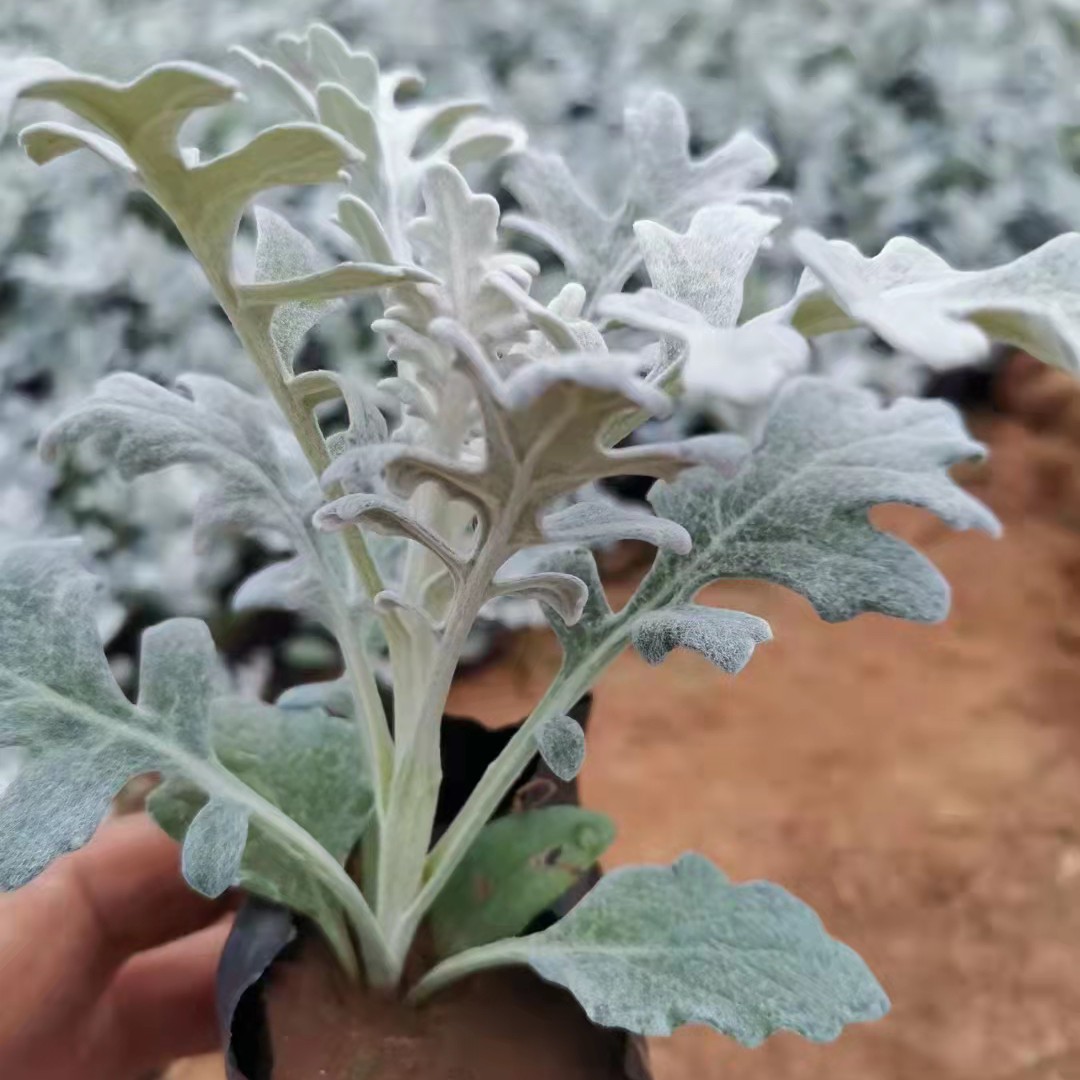  山东青州银叶菊种植基地 货源批发