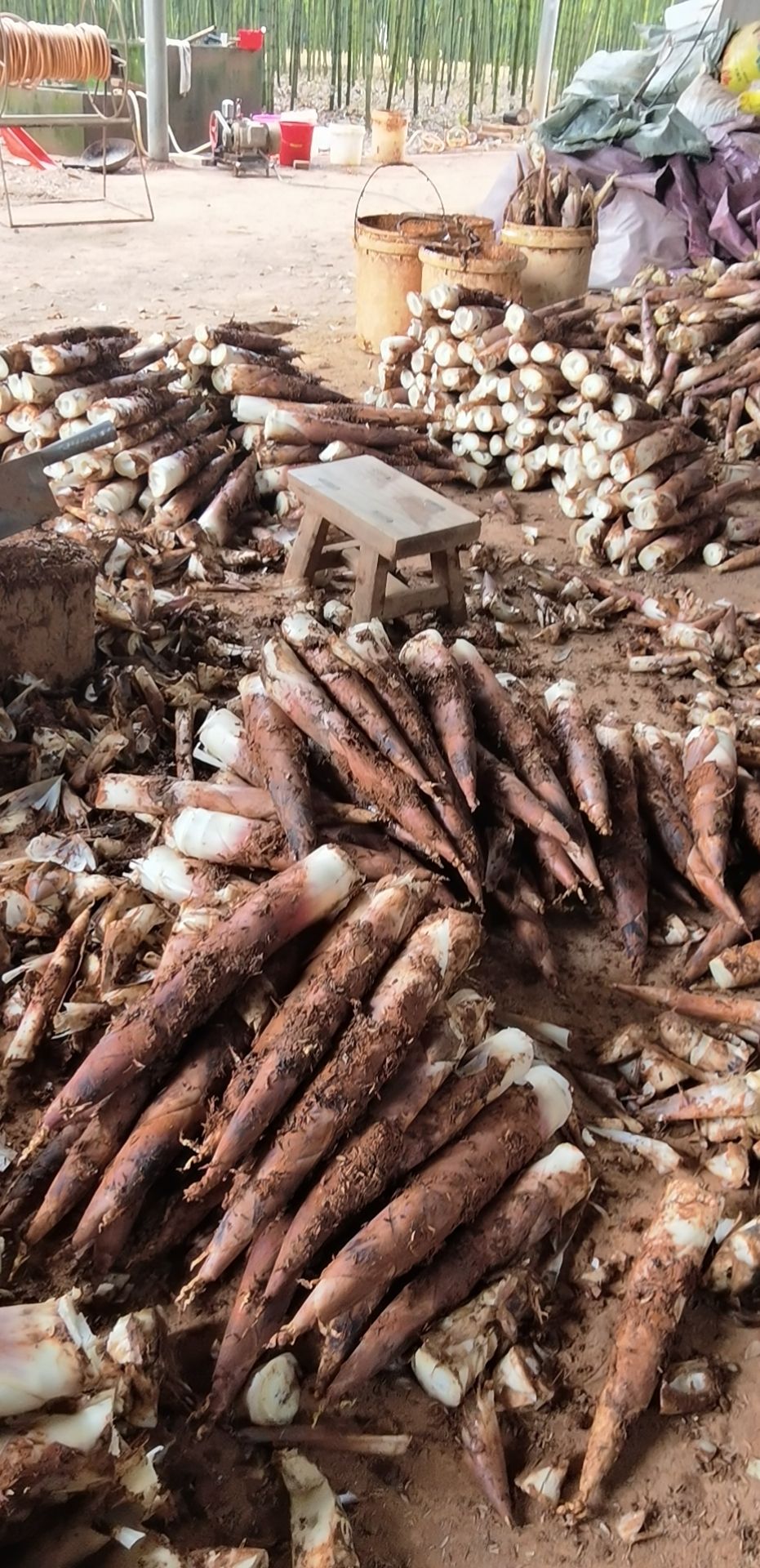 建瓯雷笋福建谷糠雷竹笋产地批黄泥谷糠笋  产地新鲜直达