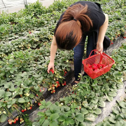 深泽县甜宝草莓 纯正牛奶草莓，