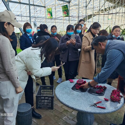 延津县延津县高新果蔬农业科技园区主要以火龙果为主的果蔬种植基地