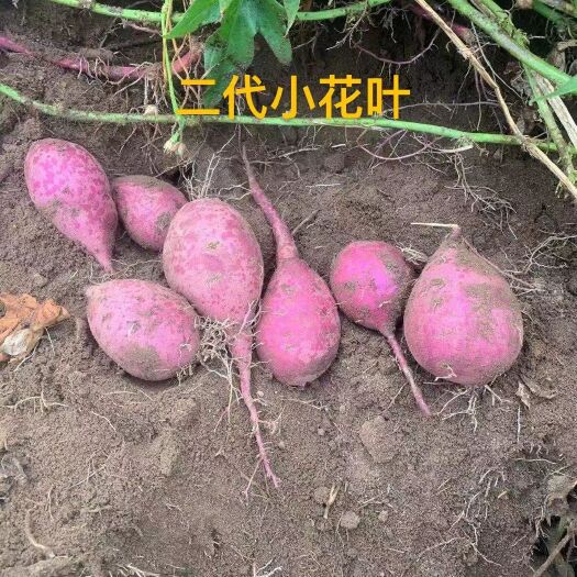 遂溪县紫罗兰紫薯  紫薯 小花叶二代，正宗的水洗货，