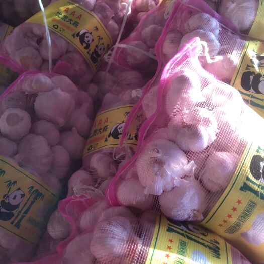 金乡县金乡大蒜，紫皮蒜，红皮蒜，新蒜老蒜，代发全国，欢迎合作！
