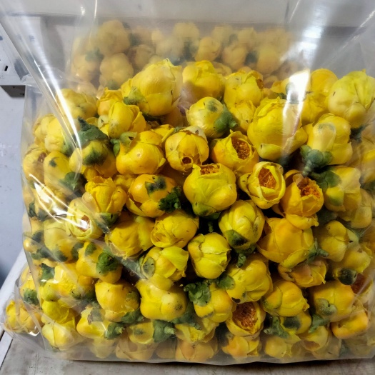 防城港金花茶