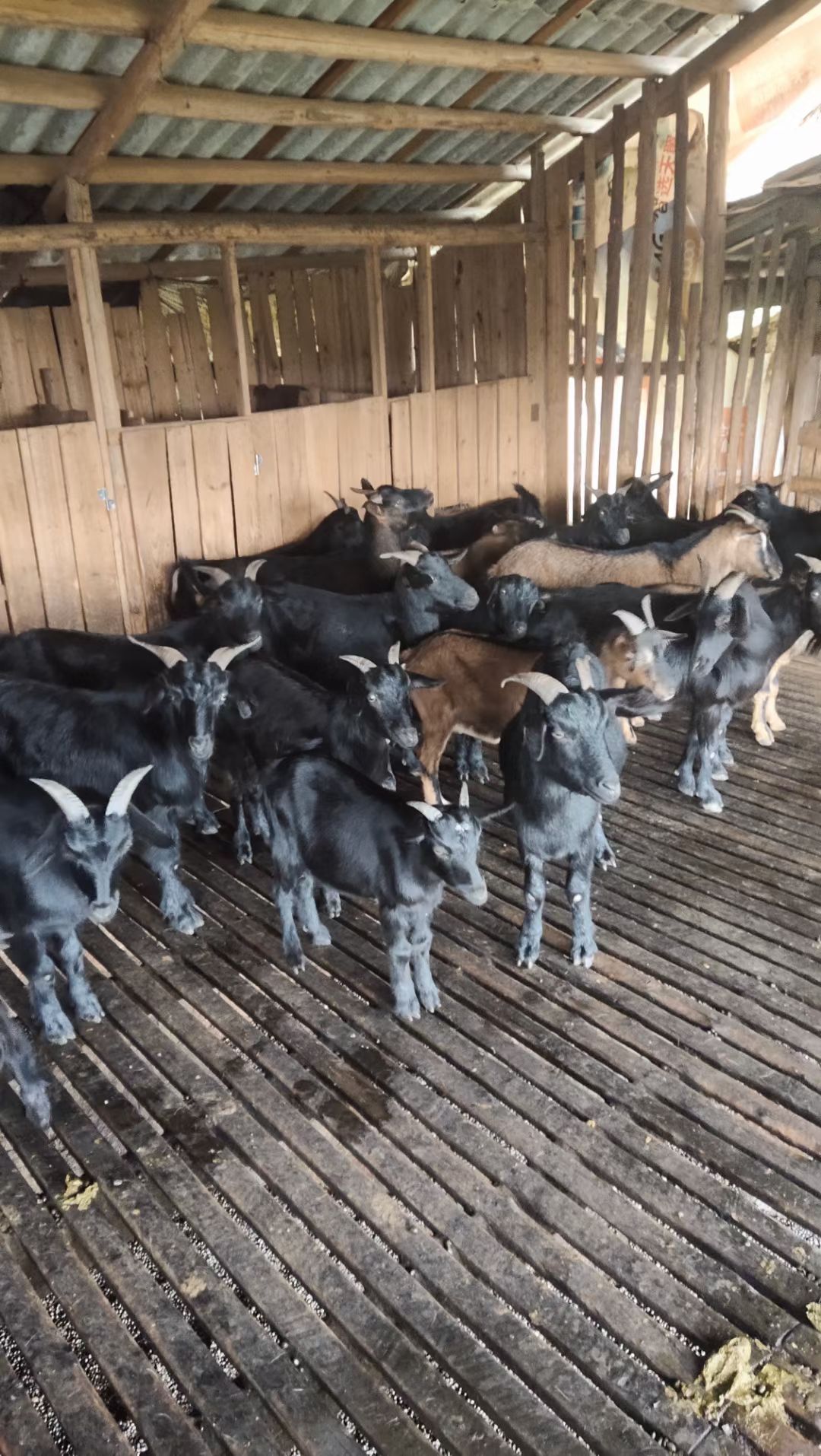 羊肉类现杀   放养黑山羊，羊肉