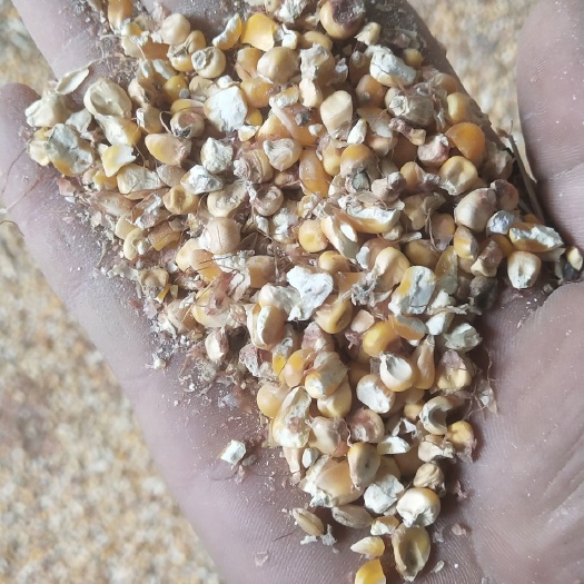 夏邑县玉米渣 养殖碎玉米，鸡鸭鹅牛羊专用
