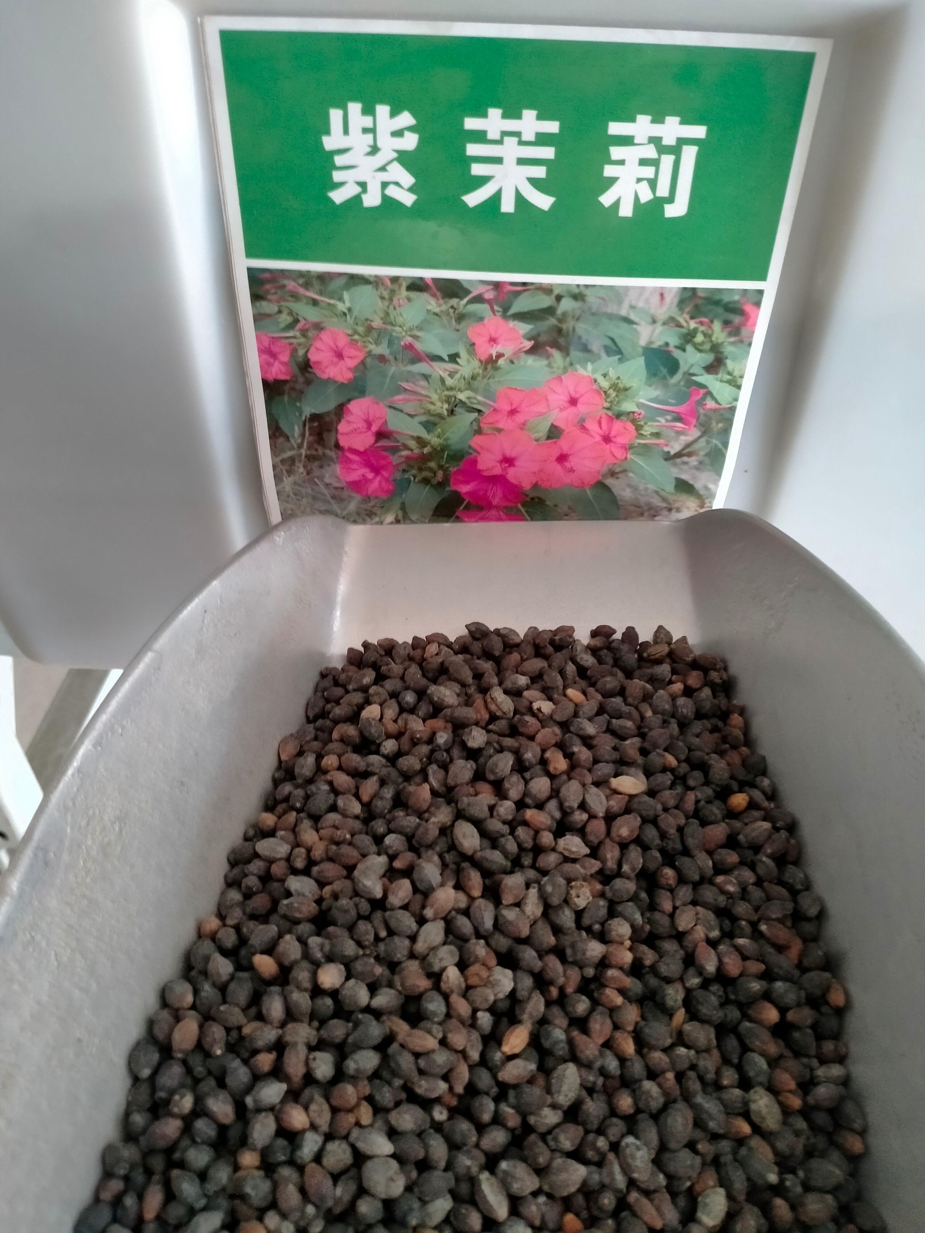紫茉莉种子，易种花卉夜来香种子 夜里香的花地雷花 粉豆花胭
