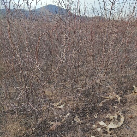 张家口杏树苗 杏树