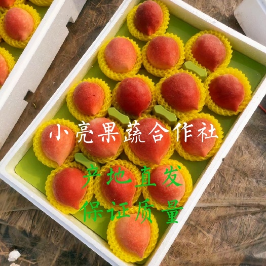 乐亭县突围桃    精品春雪水蜜桃！唐山大量上市欢迎客户提前预定！