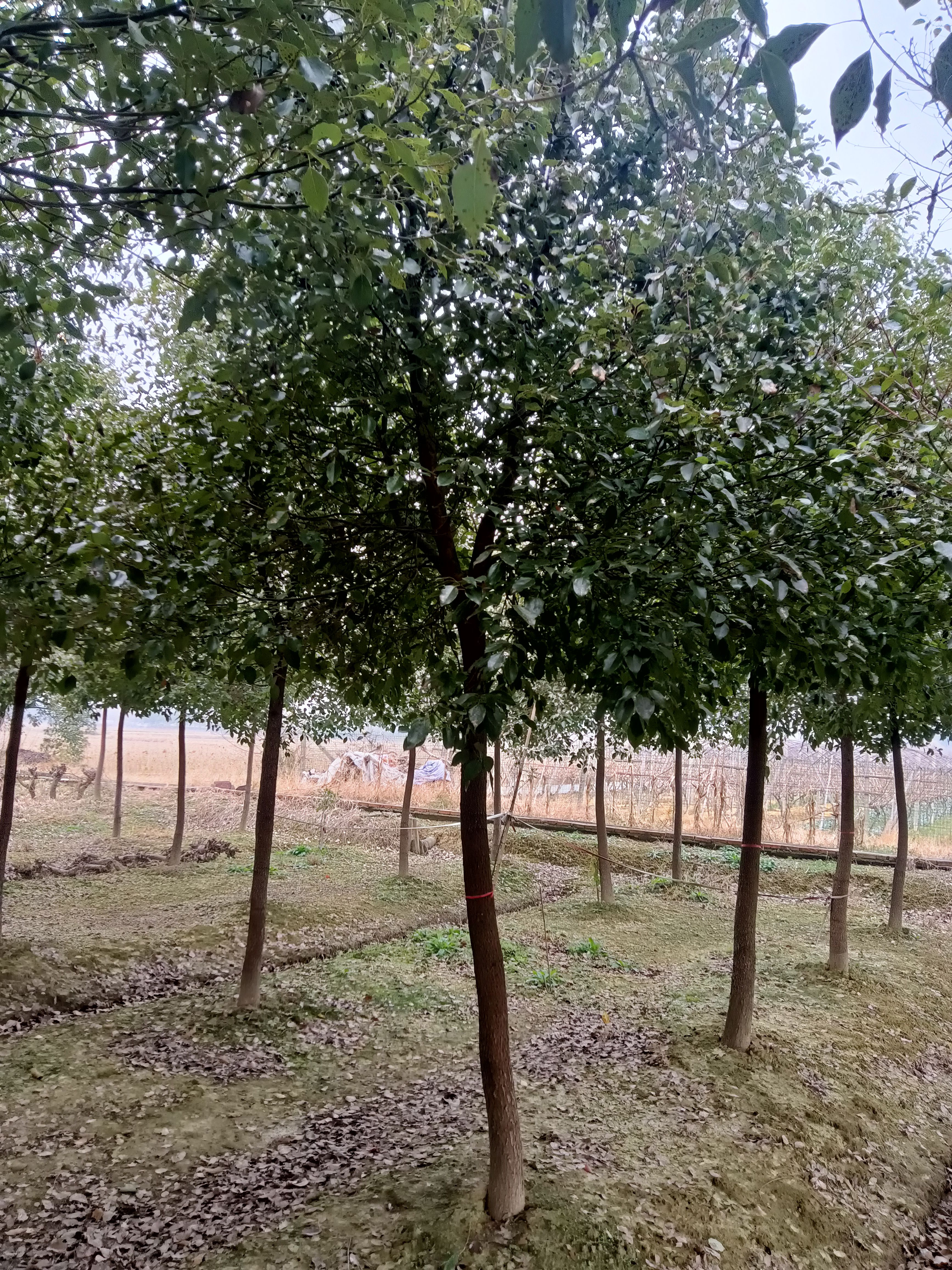 小叶樟 香樟7一14