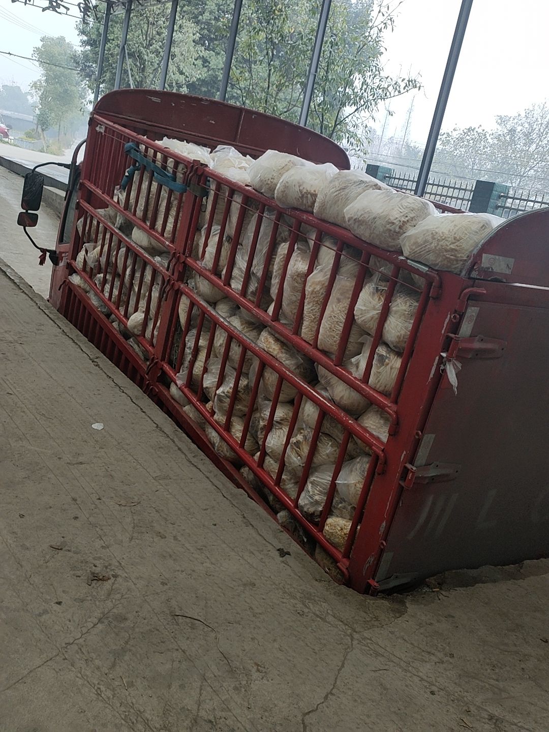 黄金针菇1cm未开伞13cm~15cm混装通货