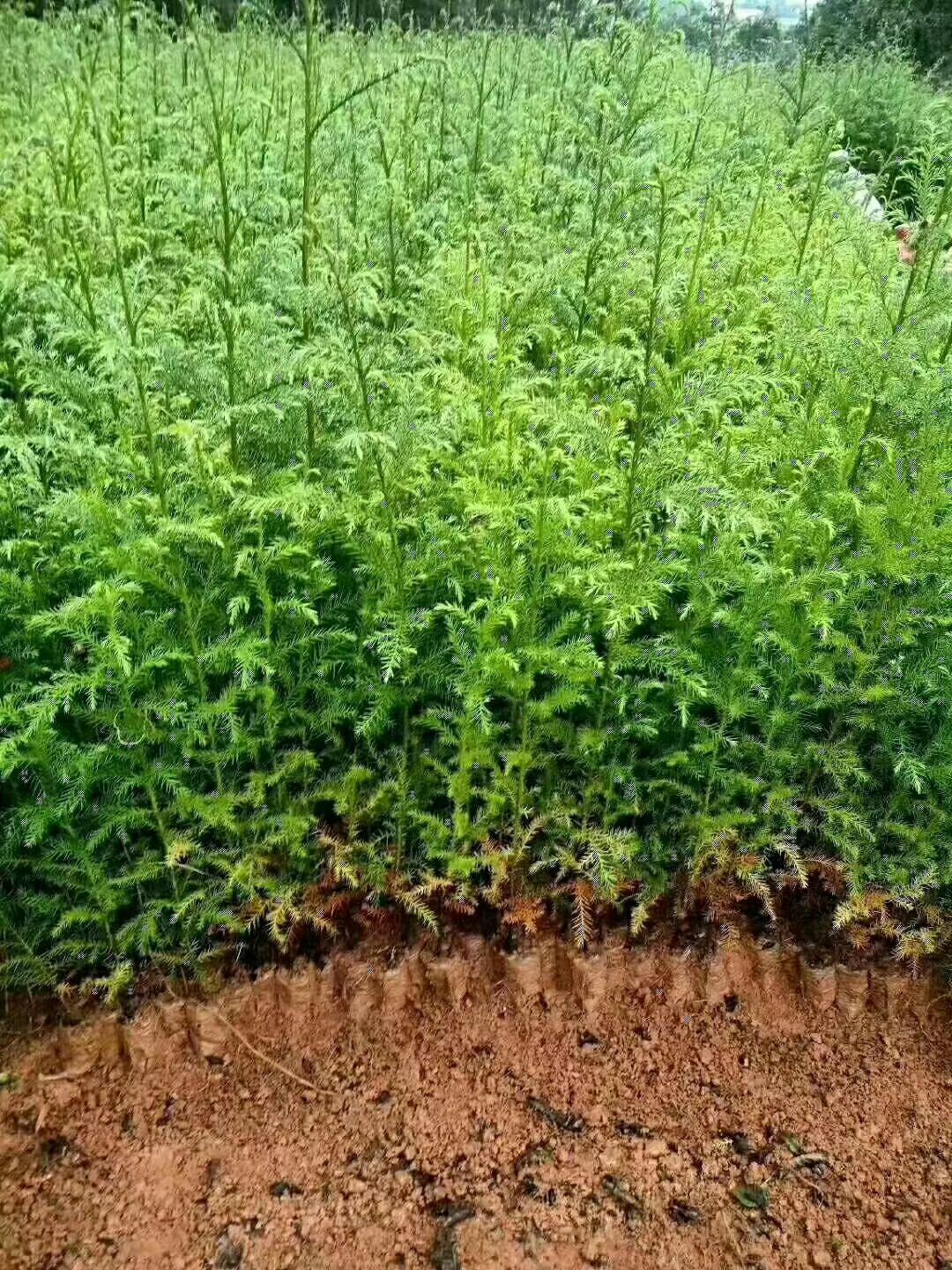 柳杉苗，杉木苗，刺杉，