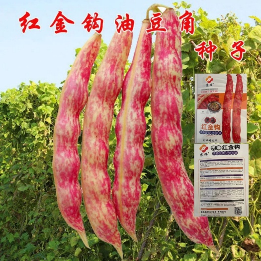 沭阳县油豆角种子 红黄金钩豆角种子油豆角早熟高产东北油豆架豆芸角春