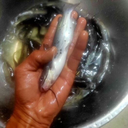博罗县鱼苗  斑点叉尾苗