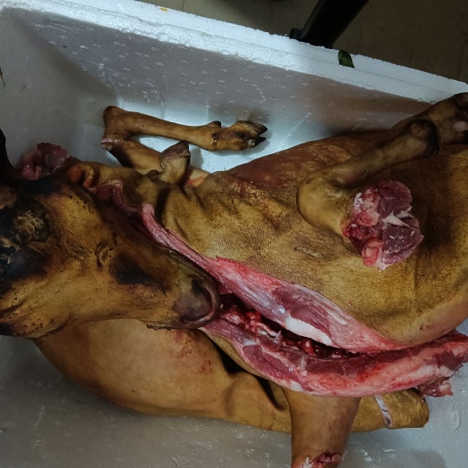 羊肉类现杀   放养黑山羊，羊肉