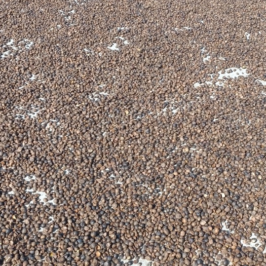 茶籽 5000亩油茶基地，有大量油茶果，干籽出售，欢迎全国老