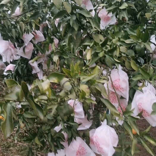 梓潼县 耙耙柑味道甜，皮薄水分足个头大，冬季水果的选择