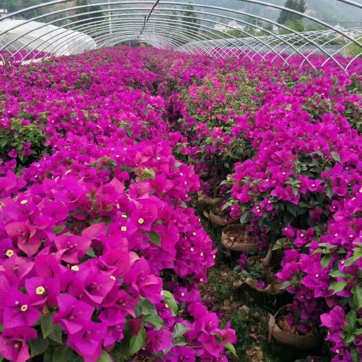 会泽县 三角梅，三角梅球，造型三角梅，三角梅袋苗，营养钵苗