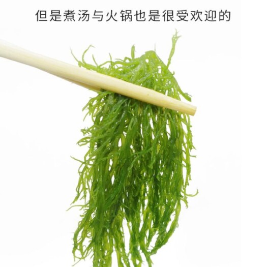 霞浦海藻龙须菜原产地直供欢迎合作