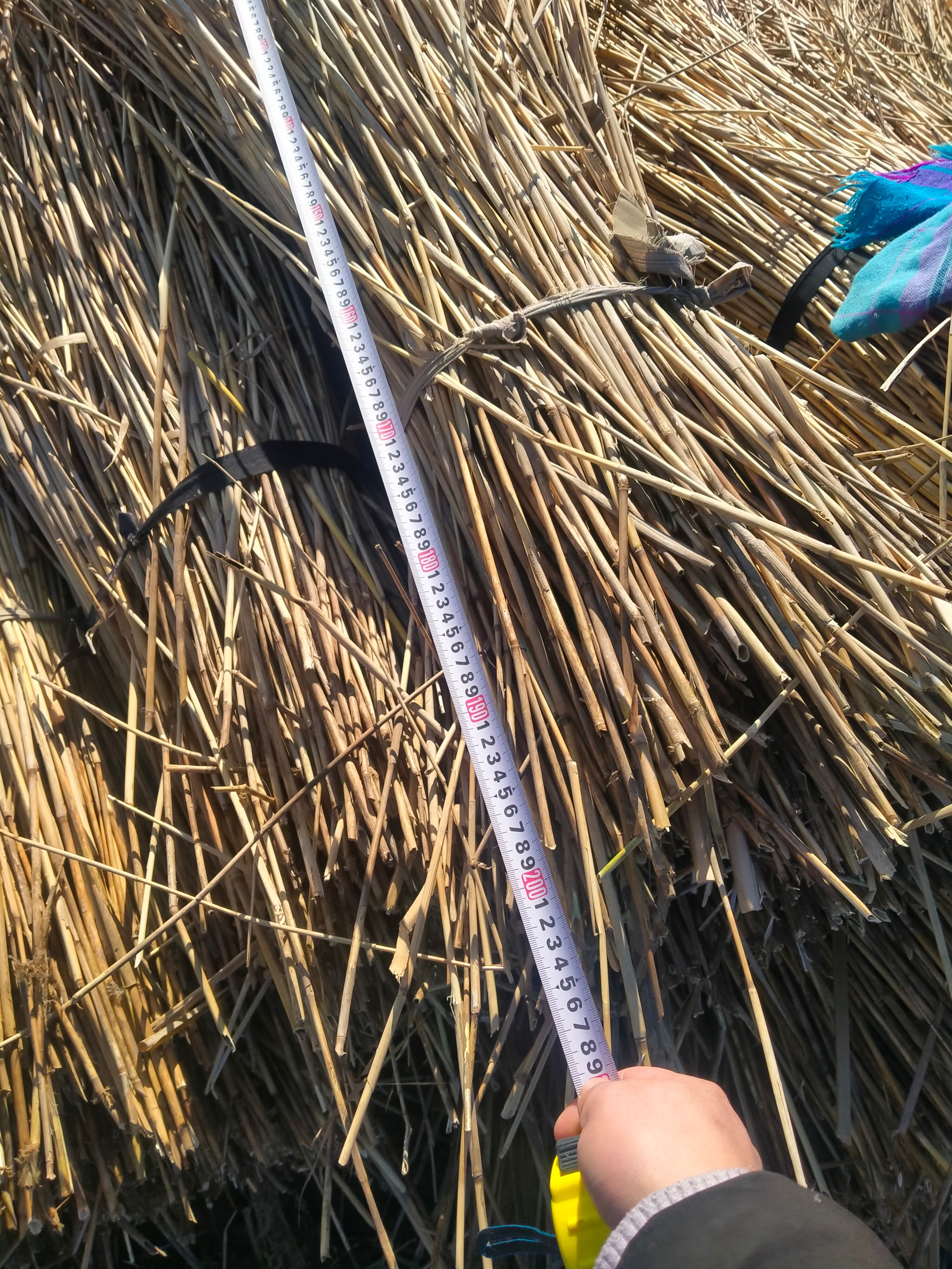 干芦苇，适合造纸，做苇帘，苇杆，燃烧块等