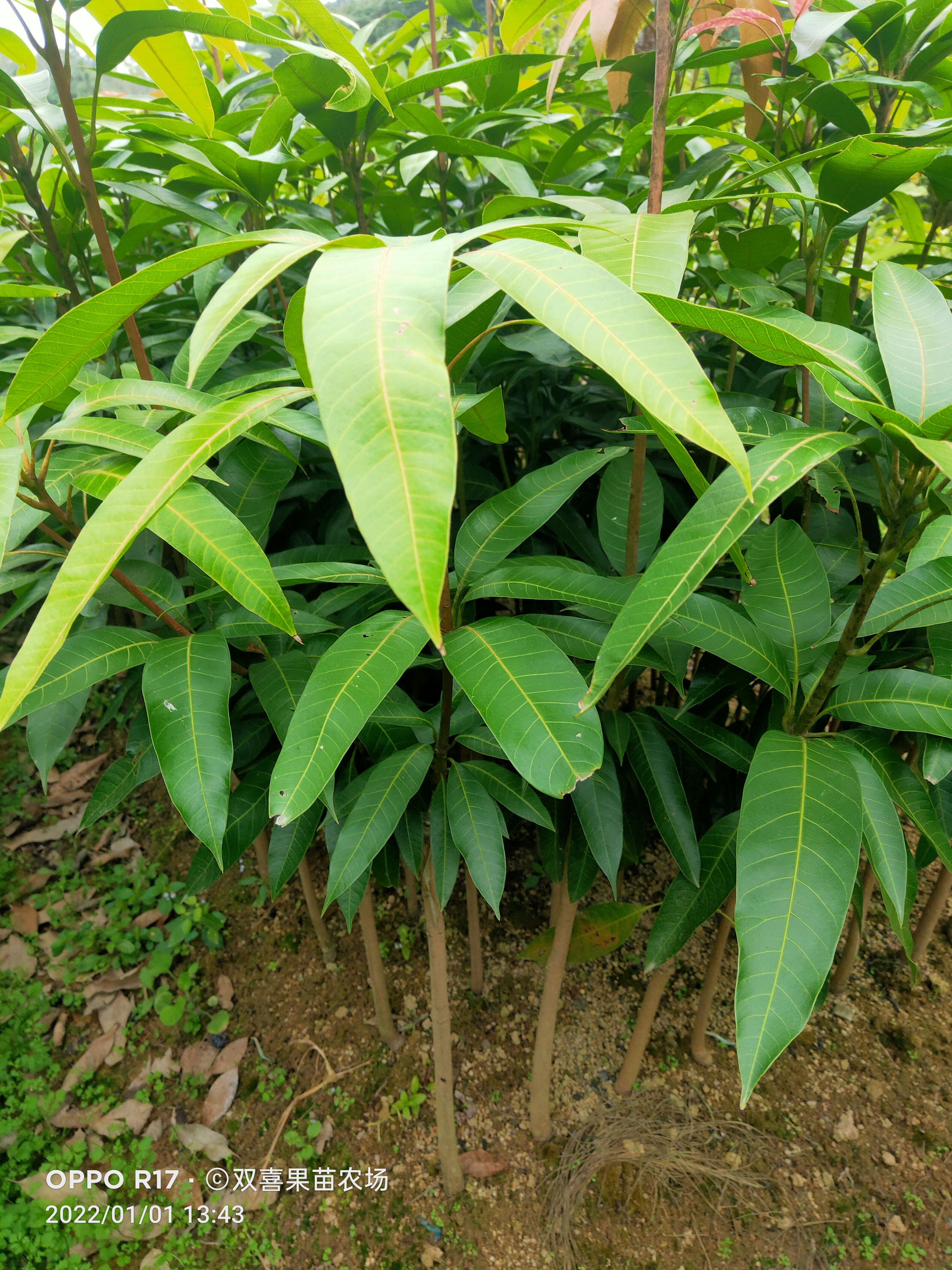 红象牙芒果苗，嫁接正品，1到2公分大，可带原土球或裸根出售