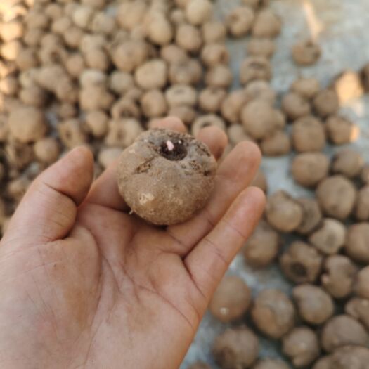  贵州遵义花魔芋精品二代种植基地直销包出苗率包回收包种植技术