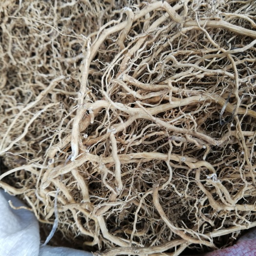 牛尾菜，马尾伸筋，牛尾伸筋，伸筋草