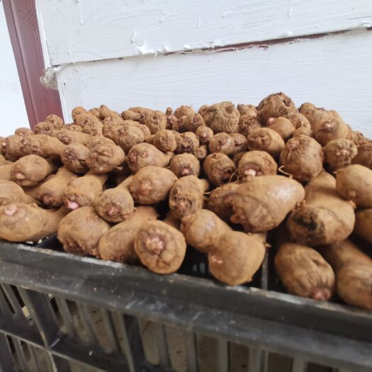  贵州遵义花魔芋一代精品种魔芋种植基地直销包种植技术培训包回收
