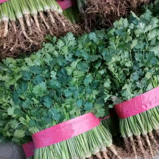 东平县红皮蒜 香菜，大蒜