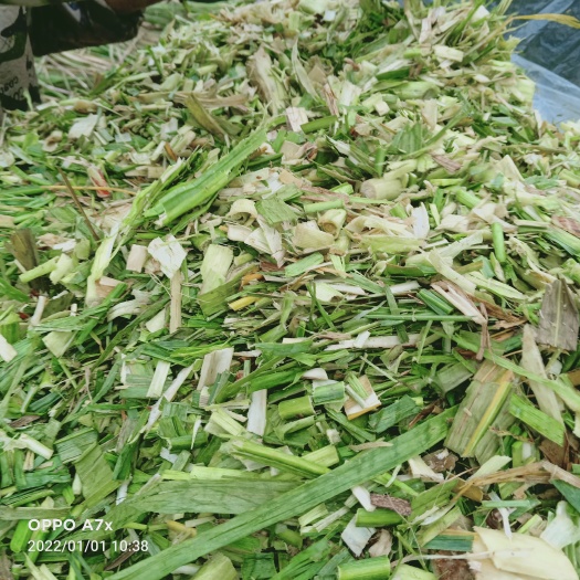 来宾 广西甘蔗尾青贮料，马牛羊过冬的好料，你的选择与行动才是真材料