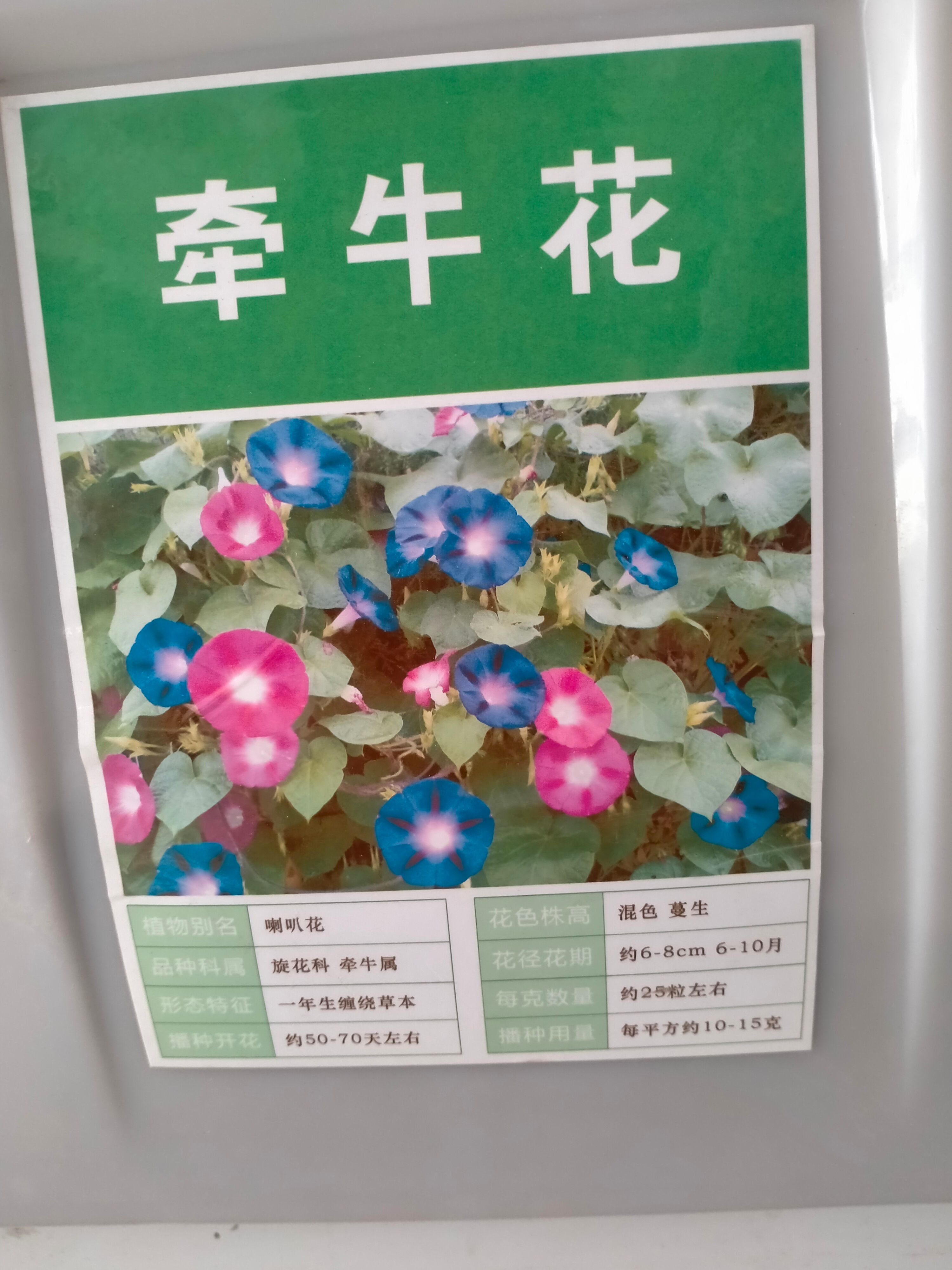 牵牛花种子 牵牛花花种子花孑四季易播种爬藤喇叭花种籽子庭院攀缘花籽好开花