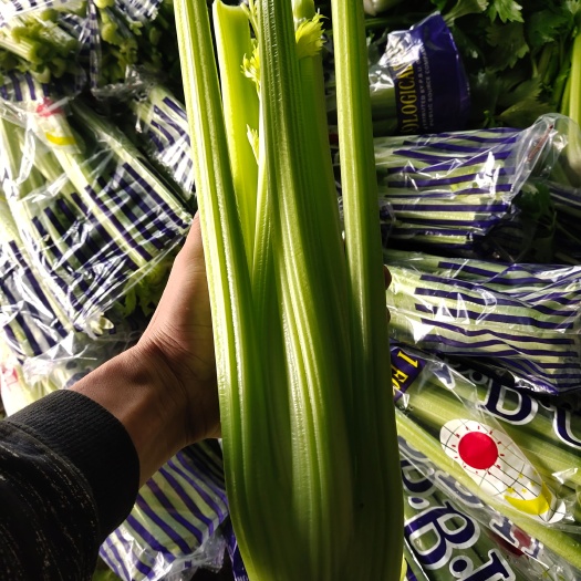山东定陶暖棚 西芹 大量现货