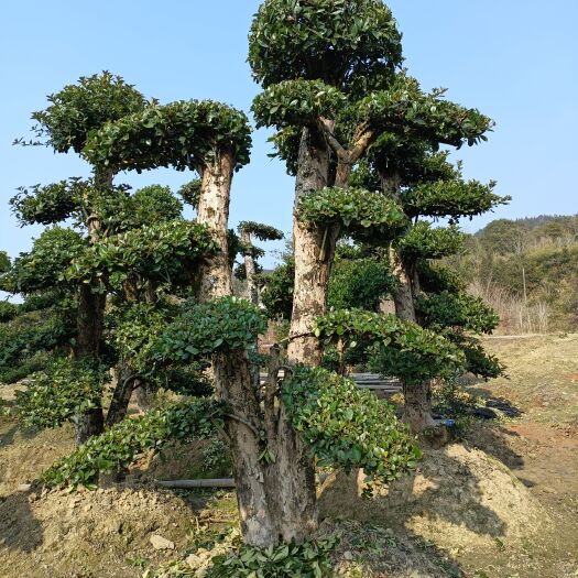 浏阳市造型景观树 造型树