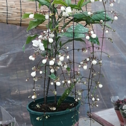 青州市茉莉花 垂丝茉莉