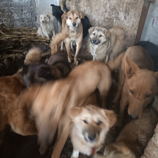 威宁县大土狗，需要的老板联系，价格便宜