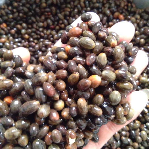 桂平市优质肉桂苗   好品质   颗粒饱满   发芽率高   包邮