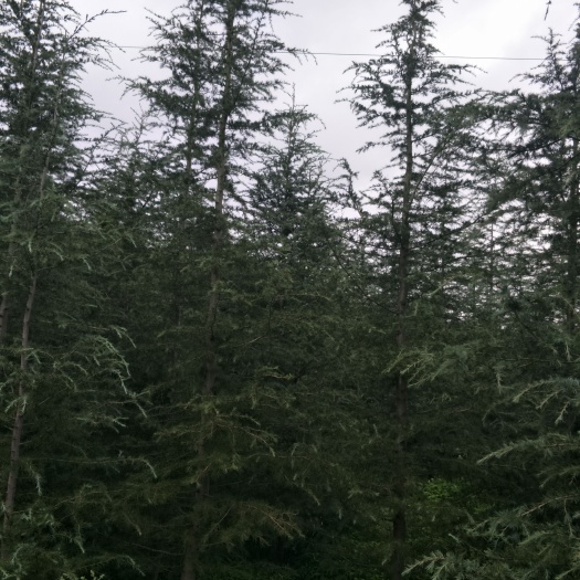 会泽县雪松，雪松大袋容器苗，地栽苗，规格多多