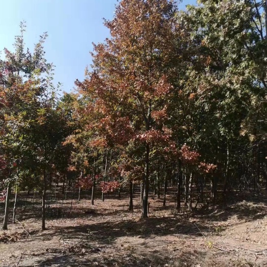 南京娜塔栎价格，娜塔栎5－18公分大量出售