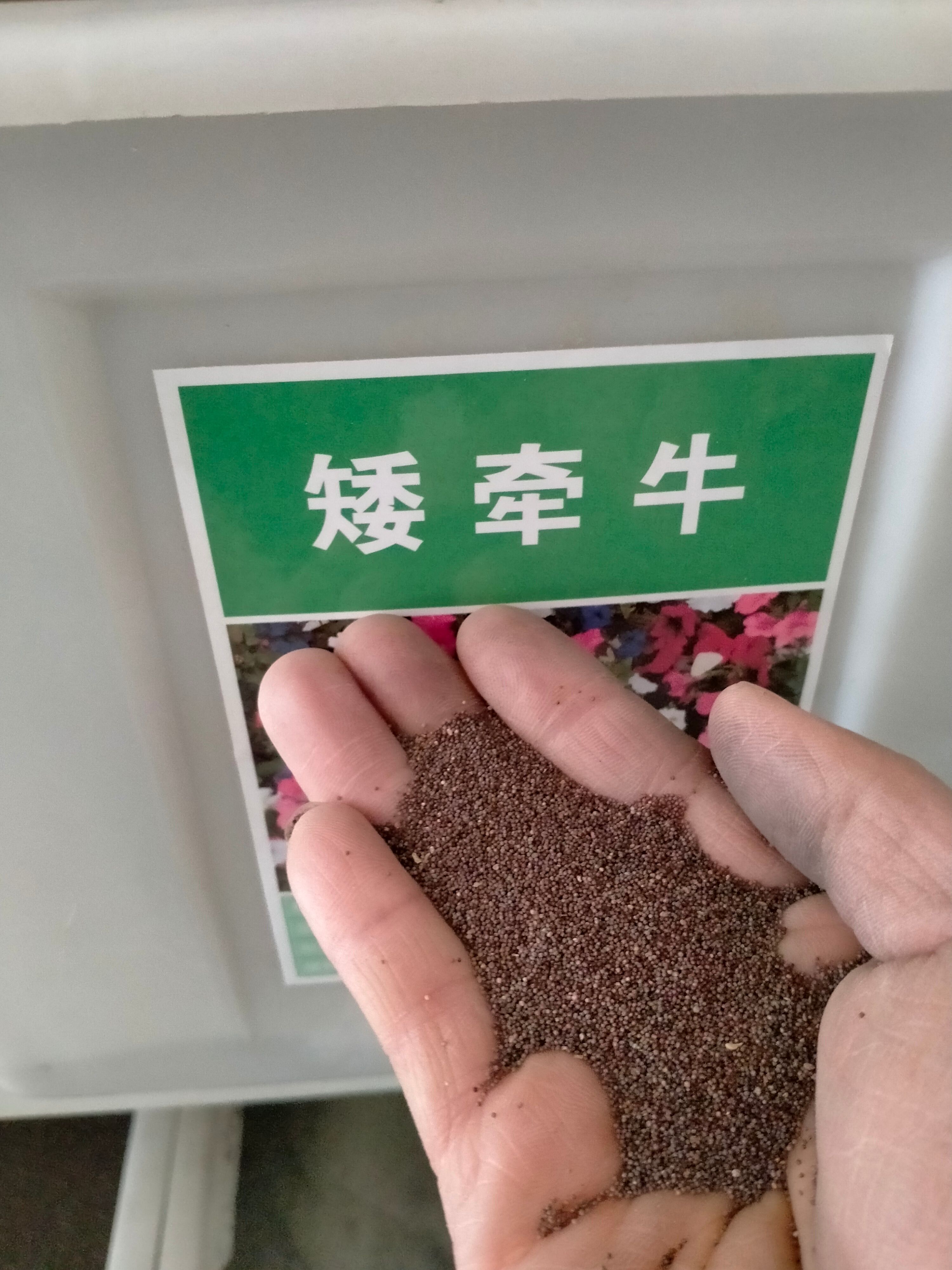 牵牛花种子 牵牛花花种子花孑四季易播种爬藤喇叭花种籽子庭院攀缘花籽好开花