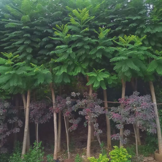 会泽县蓝花楹，各种规格，蓝花楹，容器苗，地苗，营养钵苗