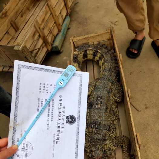 贺州整条的鳄鱼 最小20斤左右